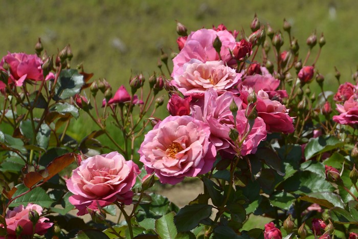 楽天市場】【冬季大苗】バラ苗 あおいのうえ【葵の上】 国産苗 6号