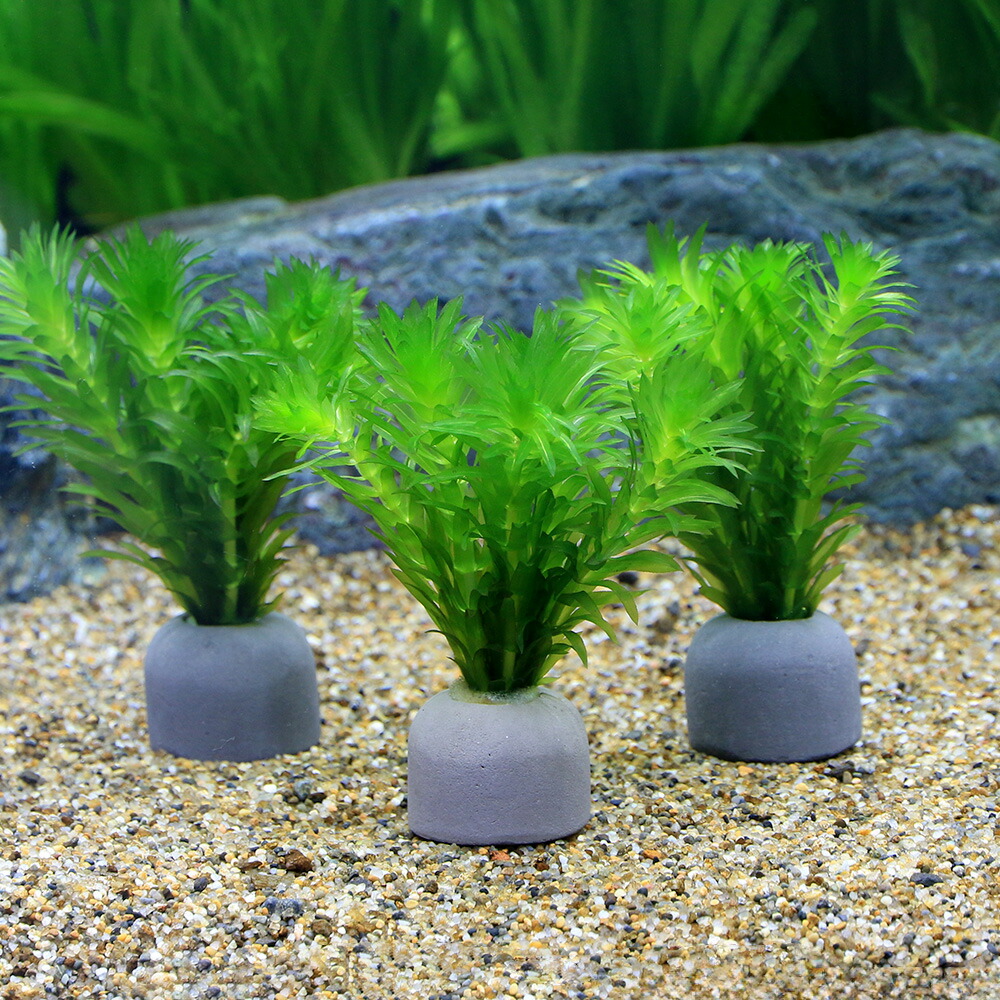 水草 アナカリス 無農薬」の人気商品一覧 | 安い商品を通販サイトから