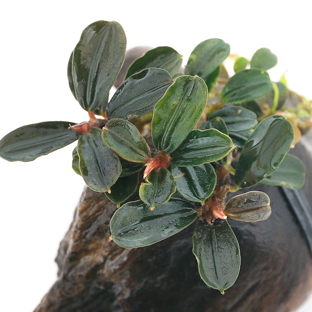 まっちゃん様 クダガン②③⑧⑨ まっちゃん様 クダガン②③⑧⑨