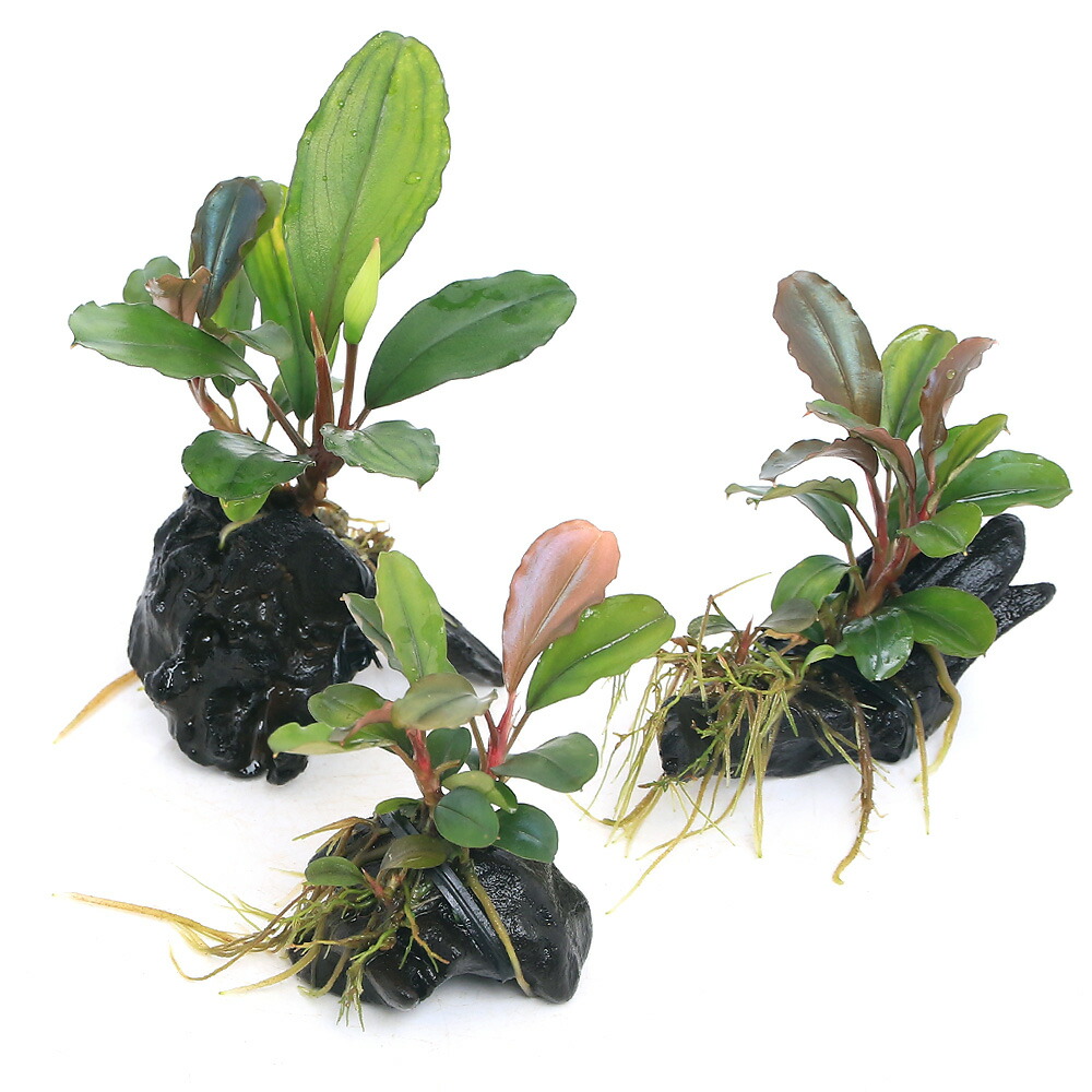 ブセファランドラsp. シラット・サークル 3株 ブセファランドラsp