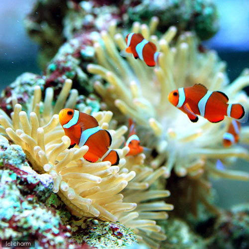 楽天市場】（海水魚）カクレクマノミ（国産ブリード）（1匹）熱帯魚