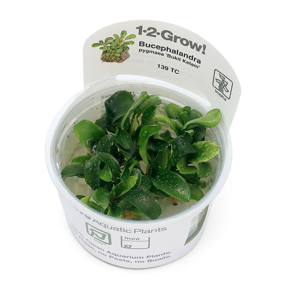 楽天市場】（水草）組織培養1−2−GROW！ ブセファランドラsp
