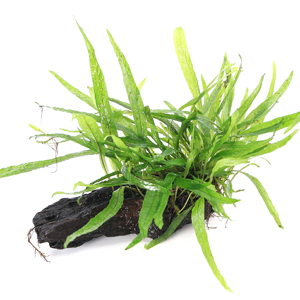 ミクロソリウム 本ナロー 流木2本 ミクロソリウム本ナローが元気に成長