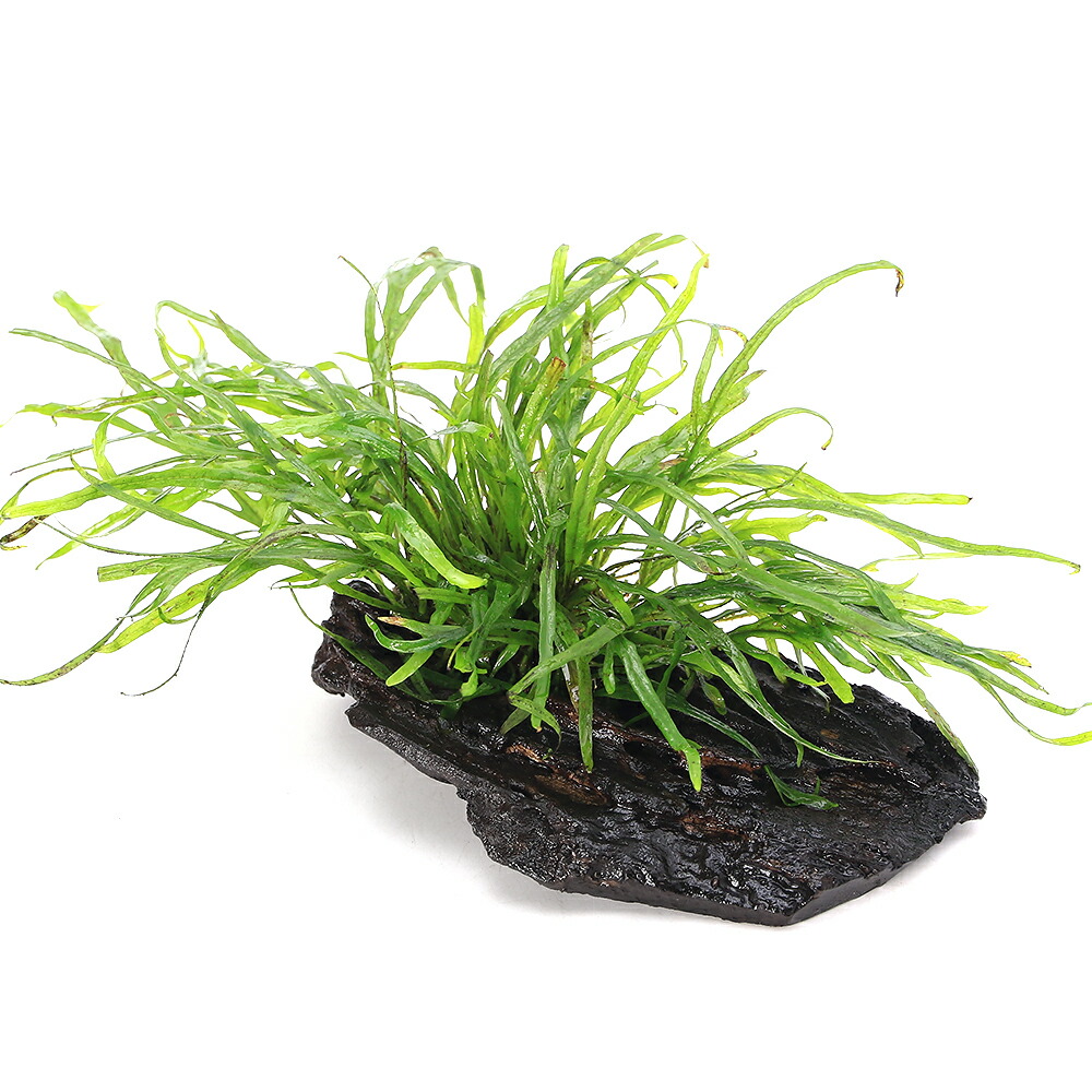楽天市場】ミクロソリウム 活着の通販