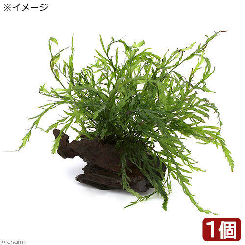 楽天市場】（水草）ボルビティス ヒュディロティ付き流木 トロピカ製