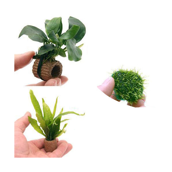 楽天市場】（水草）置くだけ簡単 活着系水草 3種セット （1個