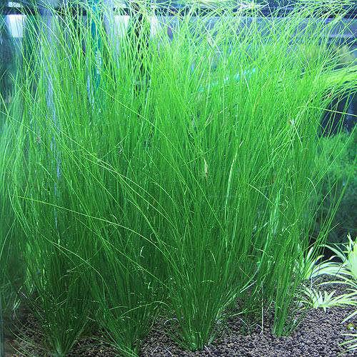 楽天市場】（水草）エリオカウロンsp．ソーシャルフェザーダスター