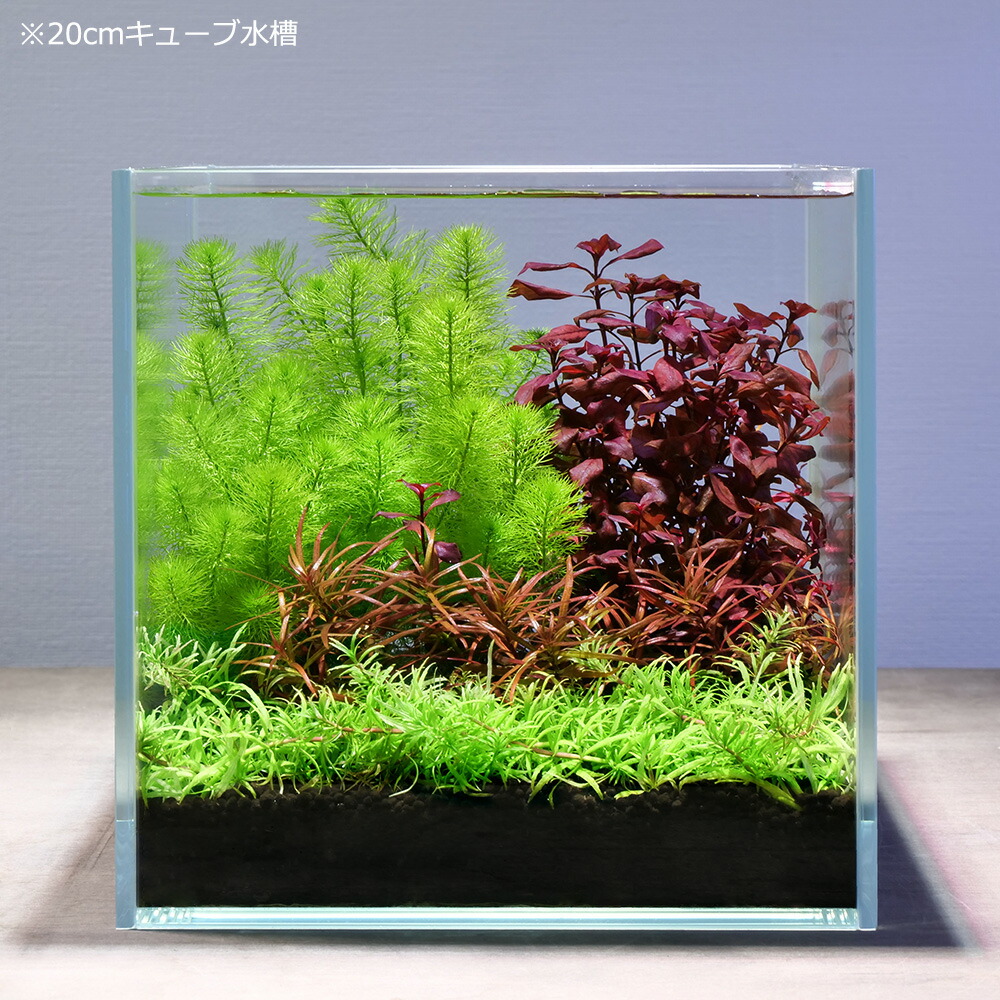 楽天市場】（水草）おまかせ水上葉 レイアウトセット 20cm水槽用