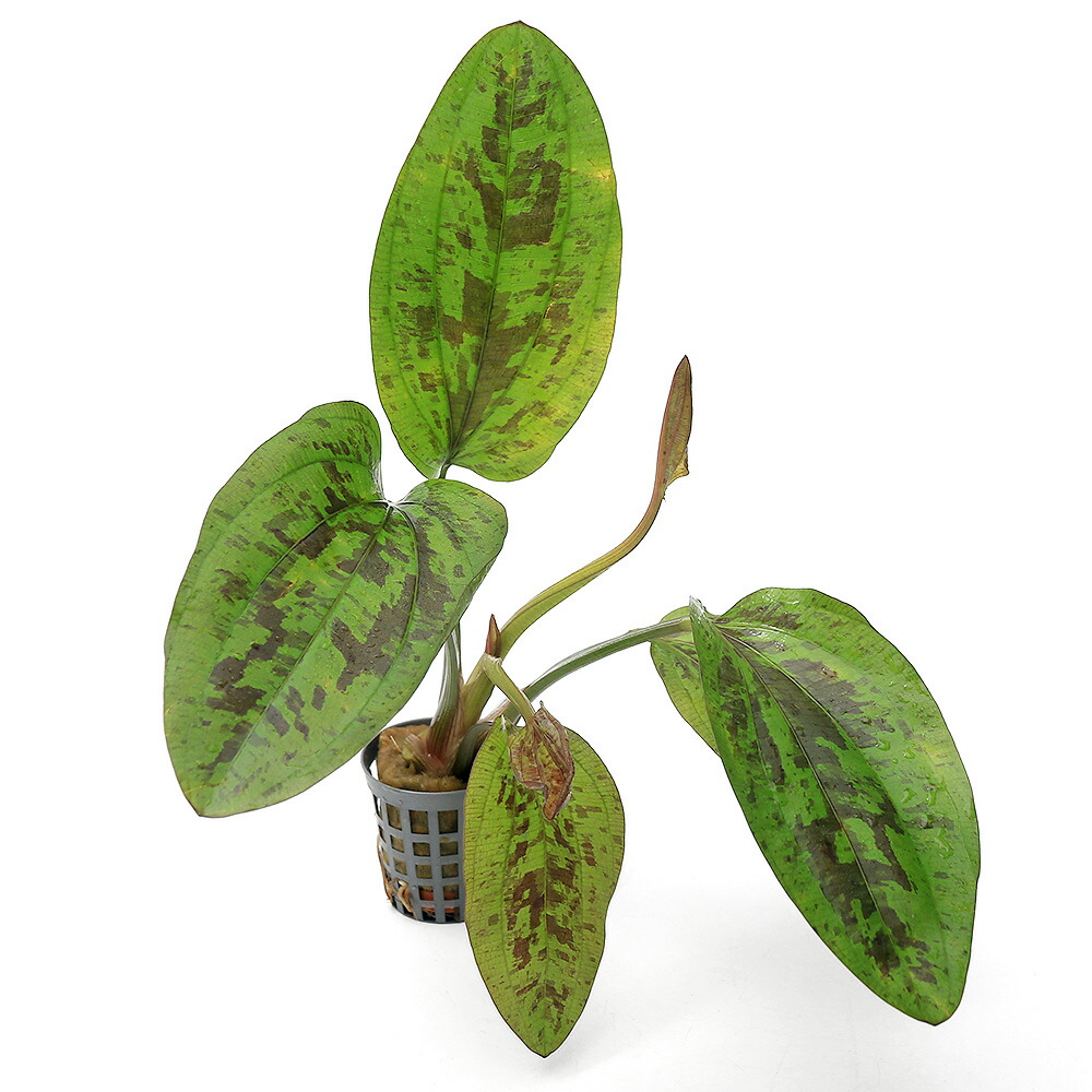 楽天市場】（水草）エキノドルス サンセット（水上葉）（アクア