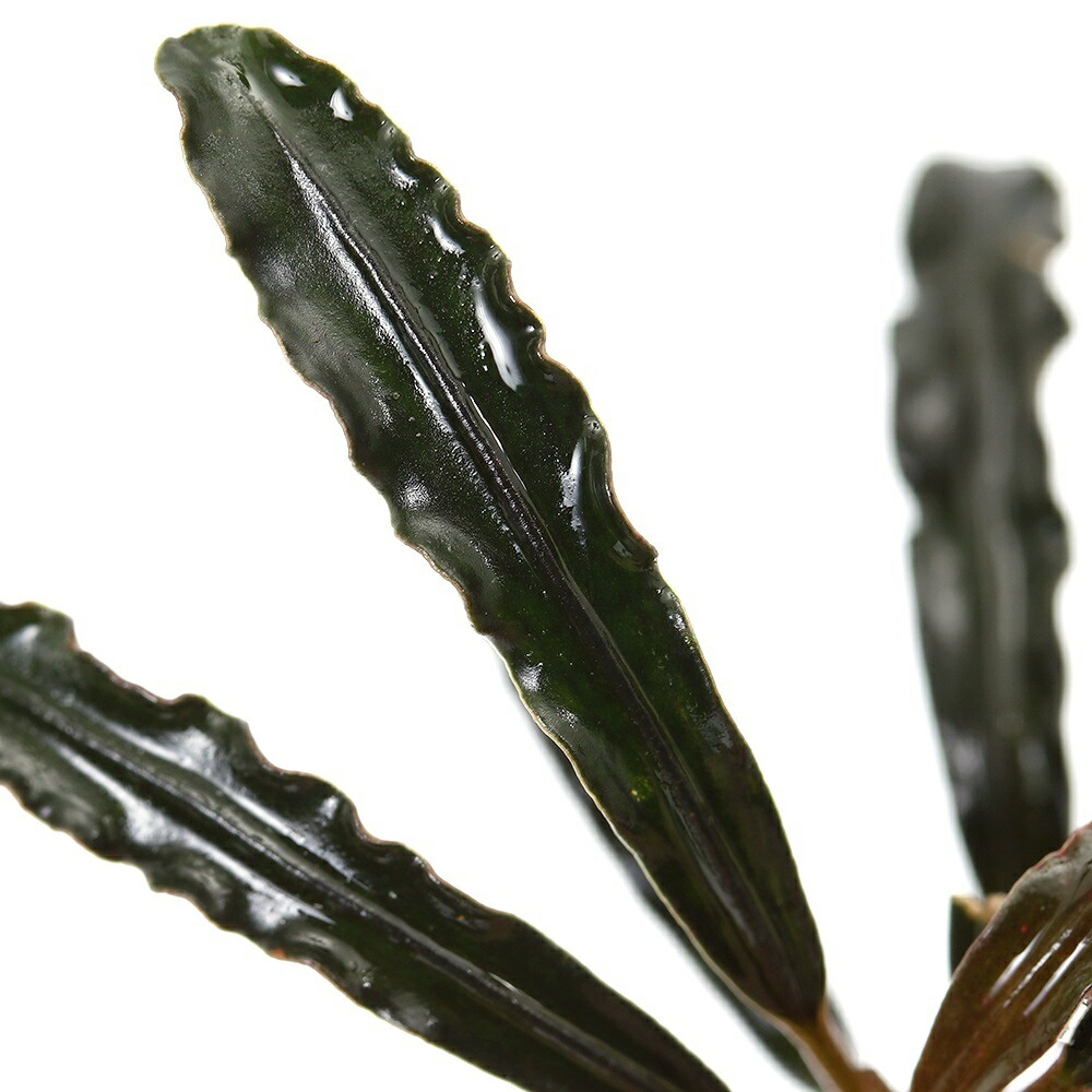 楽天市場】（水草）ブセファランドラsp．レッドシュート（水上葉