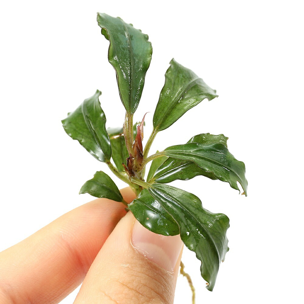 楽天市場】（水草）ブセファランドラsp．トリカラー（水上葉）（1株