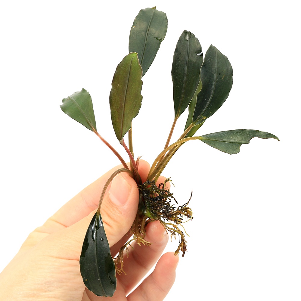 楽天市場】（水草）ブセファランドラsp．リアルエンティコン（水上葉