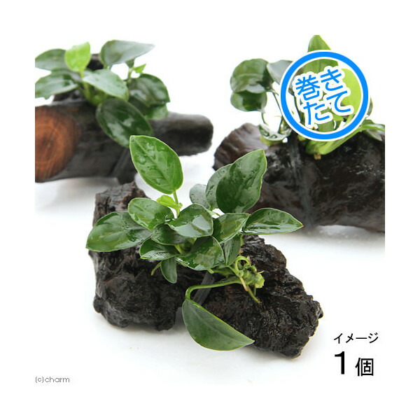 楽天市場】（水草）アヌビアスナナ プチ 流木 ミニサイズ（約8cm
