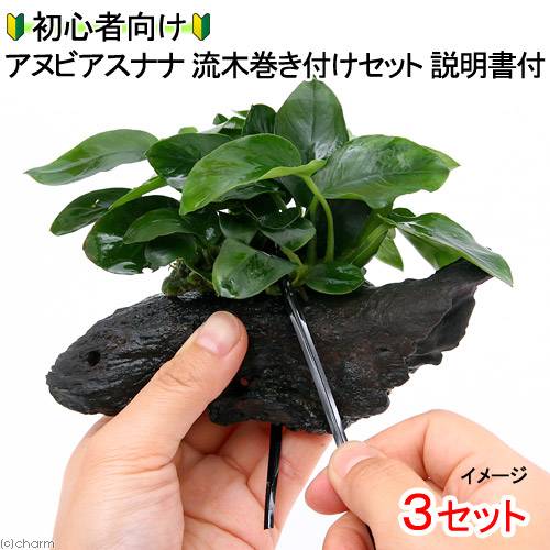 楽天市場】（水草）初心者向け アヌビアスナナ 流木巻き付けセット