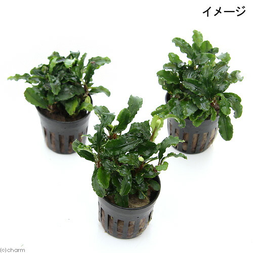 楽天市場】（水草）ブセファランドラsp．グリーンウェービー（イン