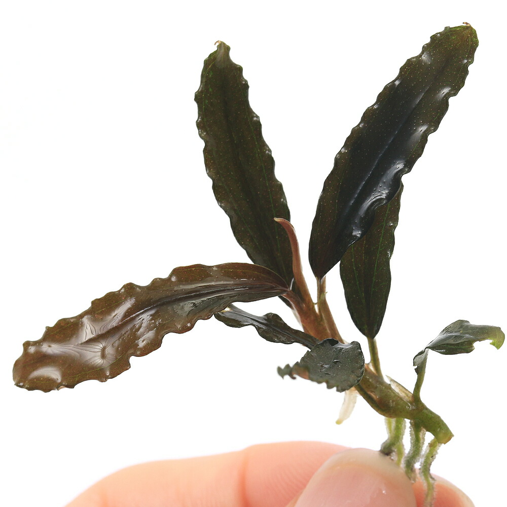 楽天市場】（水草）ブセファランドラsp．Catherineae