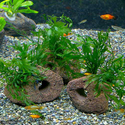 楽天市場】（水草）巻きたて ボルビティス ヒュディロティ 穴あき溶岩