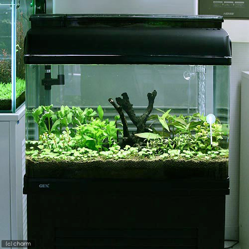 楽天市場】（水草）流木付 おまかせ水上葉 有茎草レイアウトセット