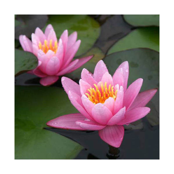 楽天市場】（ビオトープ）睡蓮 温帯性睡蓮（スイレン）（桃） ピンク