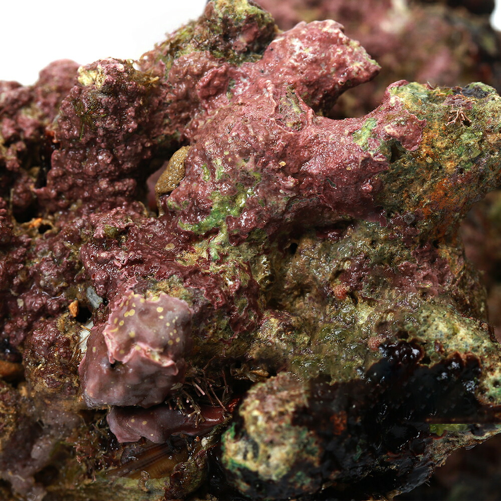 楽天市場】（海水魚）Sグレードライブロック 60cmレギュラー水槽