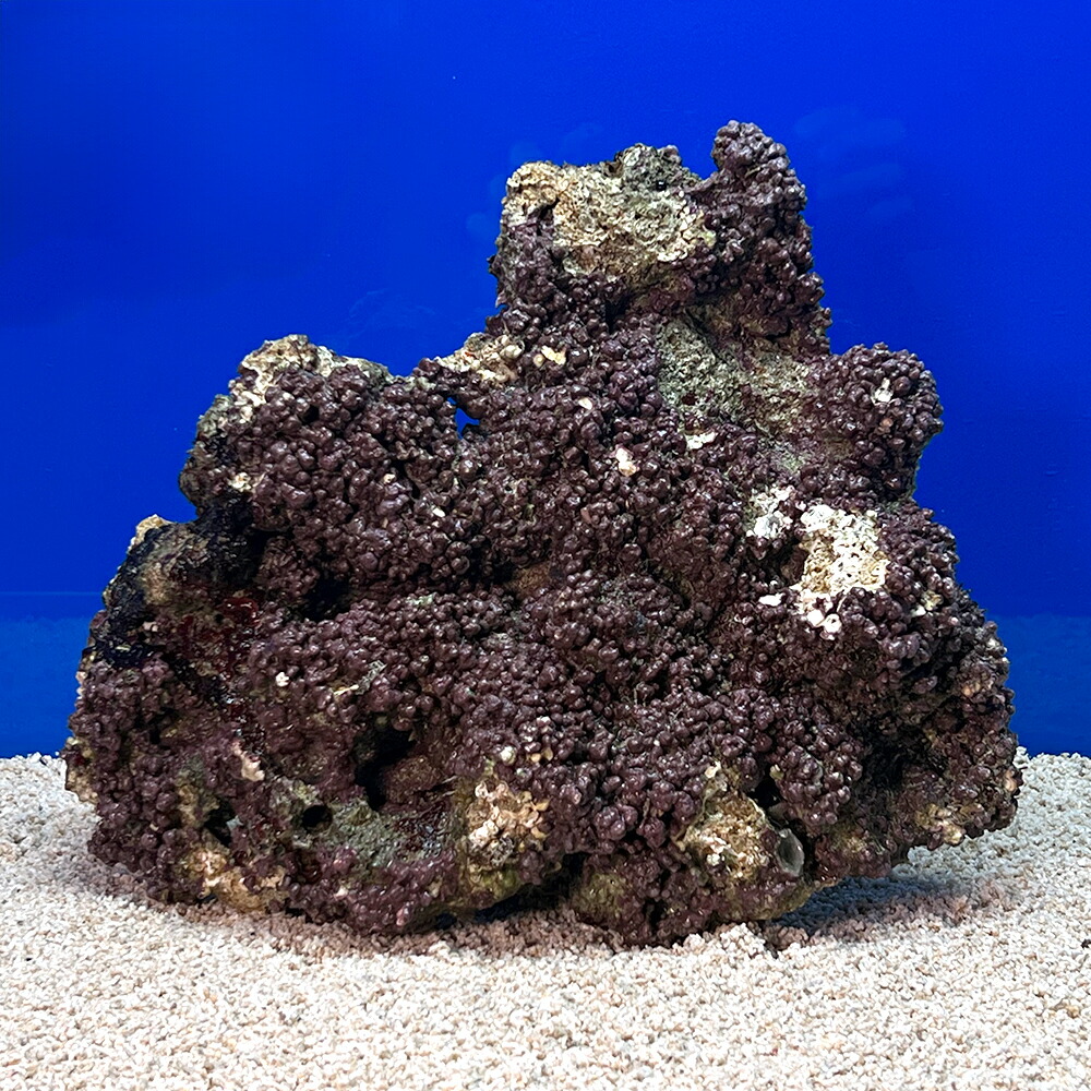 楽天市場】ライブロック 一点の通販