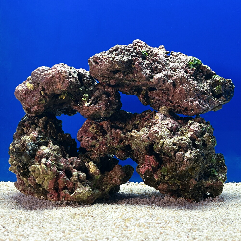 楽天市場】ライブロック 一点の通販