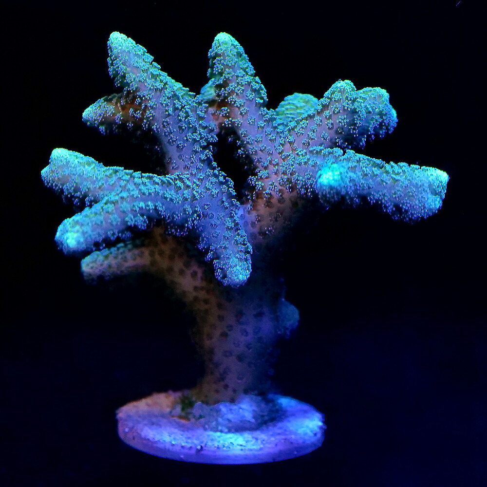 楽天市場】（サンゴ）フラグサンゴ フトトゲサンゴ Mサイズポリカ