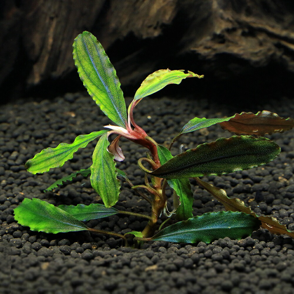 楽天市場】（水草）ブセファランドラsp．クアラクアヤン2（無農薬