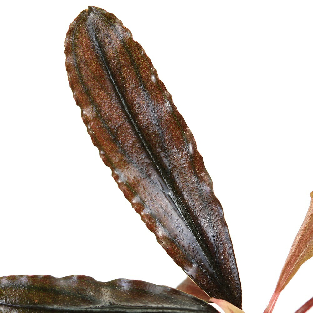 楽天市場】（水草）ブセファランドラsp．クアラクアヤン2（無農薬