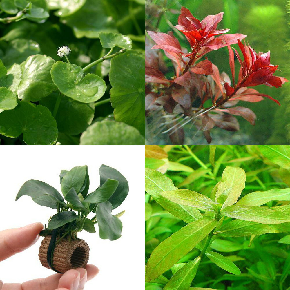 楽天市場】アヌビアス 無農薬の通販