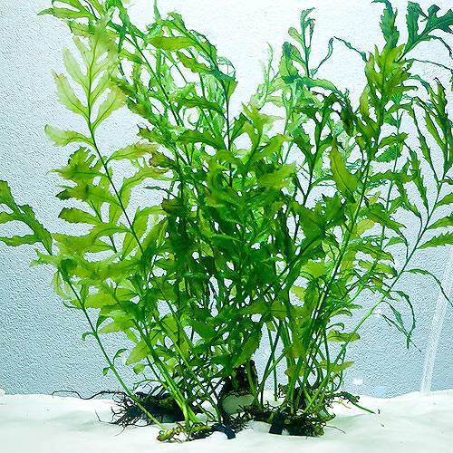 楽天市場】（水草）ボルビティス ヒュディロティ石付（水中葉）（無