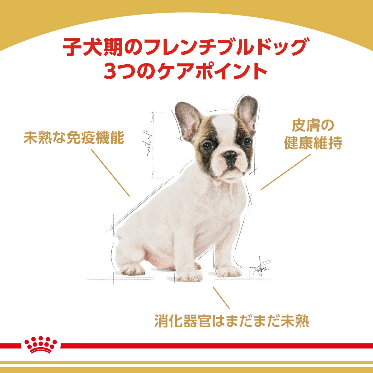 楽天市場】送料無料 ロイヤルカナン フレンチブルドッグ 子犬用 3kg
