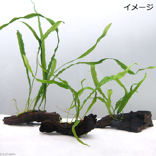ミクロソリウム 本ナロー 流木2本 ミクロソリウム 本ナロー 流木2本