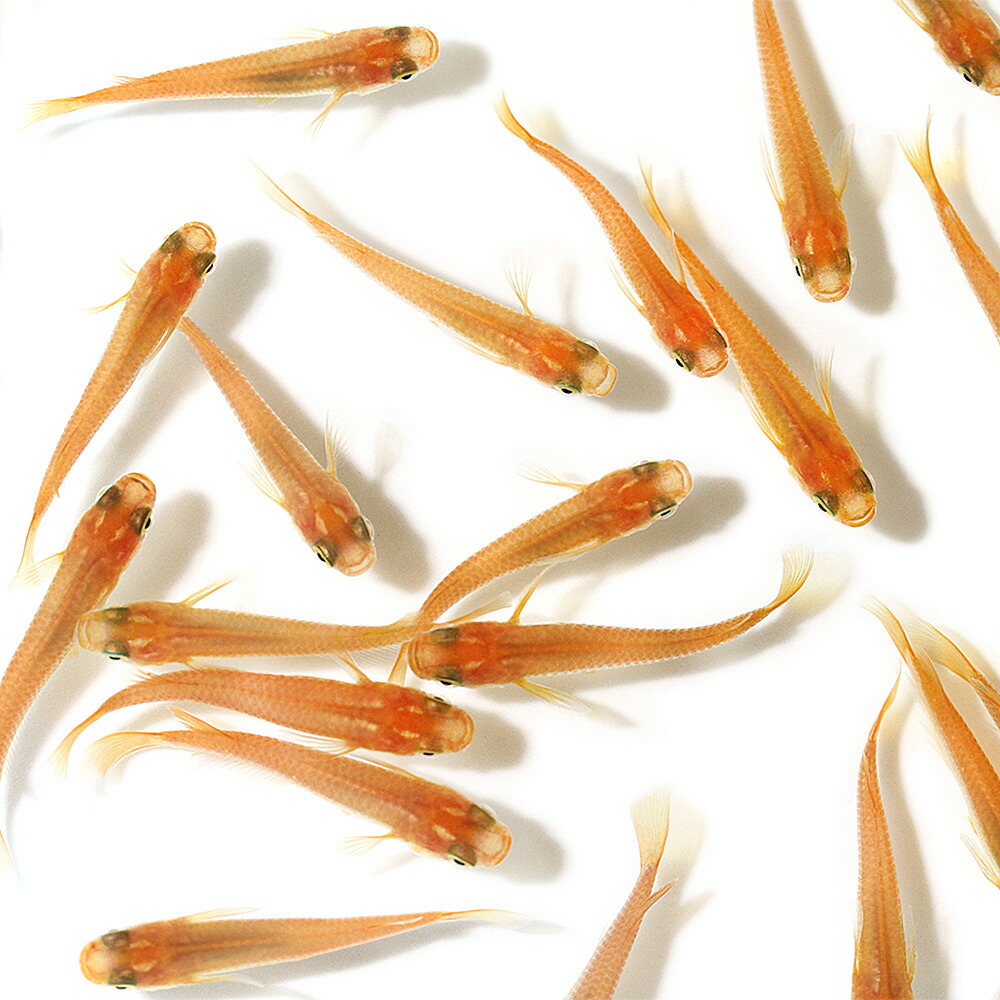 楽天市場】ZOOX ファンタスティック ウェーブ ZX4000