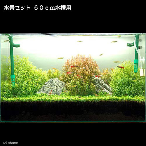 楽天市場】（水草）水景セット 60cm水槽用（グリーンロタラ＋