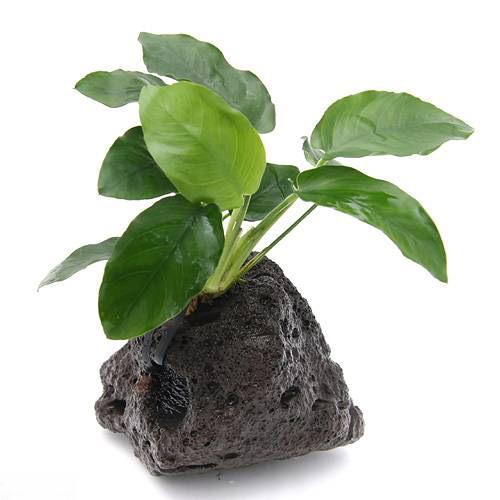 楽天市場】（水草）アヌビアスナナ 穴あき溶岩石（水上葉）（1個