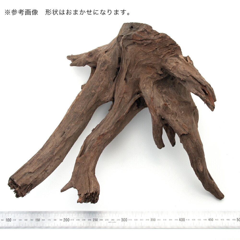楽天市場】カミハタ タイ産天然流木 ダークホーンウッド XL 形状お