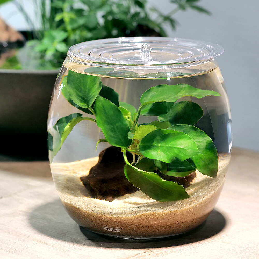 楽天市場】（水草）GEX グラスアクアドロップ N 〜アヌビアスナナ