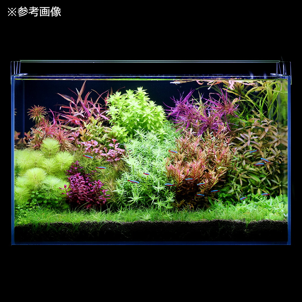 楽天市場】アクロ TRIANGLE LED VIVID 450 水草