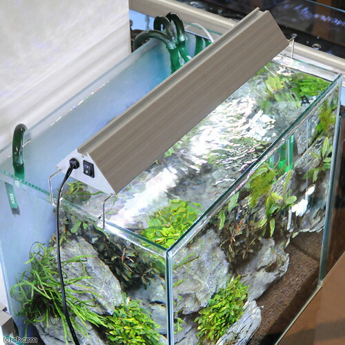 楽天市場】【3／1限定】当選確率2分の1！1等最大100％ アクロ