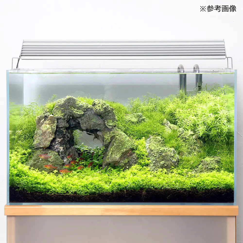 楽天市場】ガラス水槽 スーパークリア アクロ60S（60×30