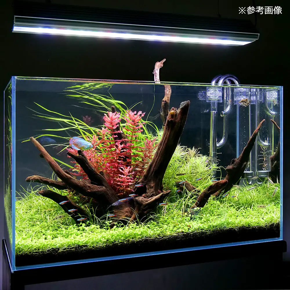 楽天市場】ガラス水槽 スーパークリア アクロ60S（60×30