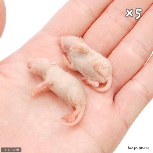 楽天市場】冷凍☆富城 ピンクマウスL（10匹）×5（約4cm）冷凍