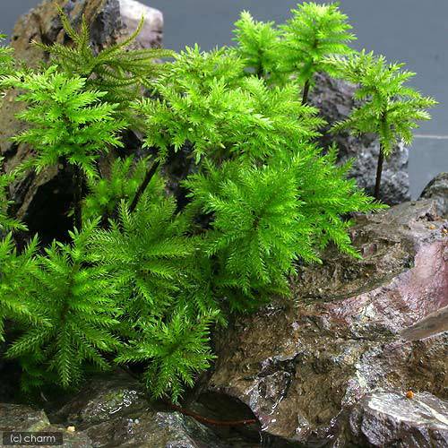 楽天市場】（テラリウム）苔 コウヤノマンネングサ（無農薬）（5本