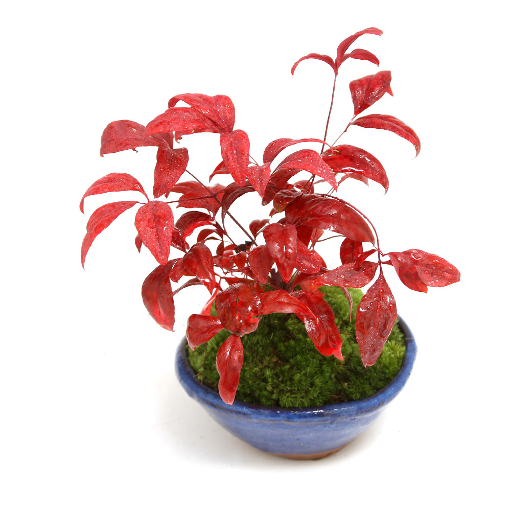 萬留平 盆栽鉢 山野草 植木鉢 萬留平 盆栽鉢 山野草 植木鉢 萬留平