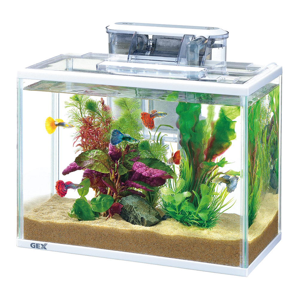 楽天市場】【3／1限定】当選確率2分の1！1等最大100％ GEX