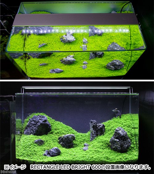 楽天市場】爬虫類ケージ GEX エキゾテラ グラステラリウム3060