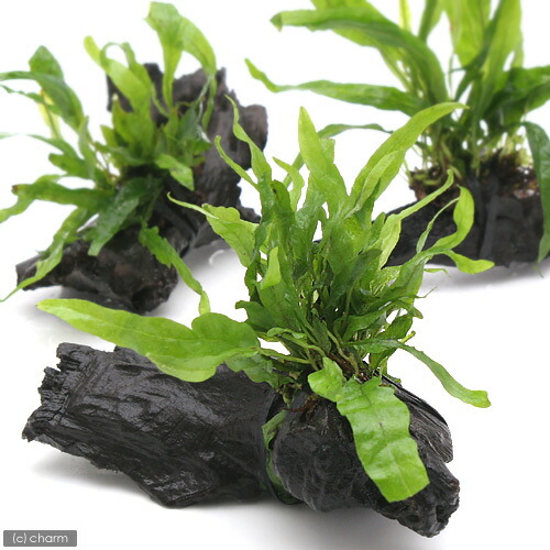 楽天市場】ミクロソリウム ナローリーフ 流木（ペット・ペットグッズ