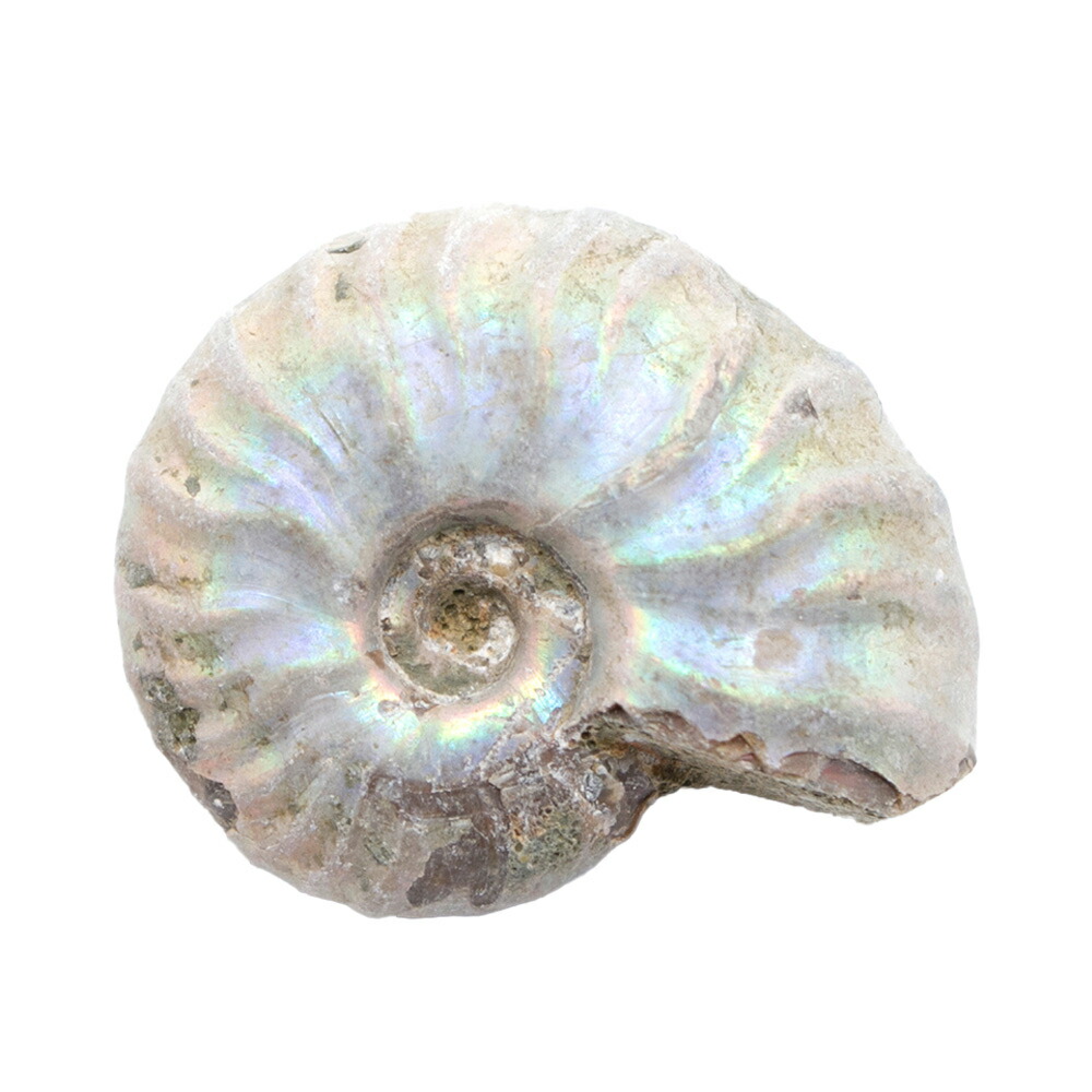 楽天市場】形状お任せ マダガスカル産 虹色アンモナイト S 1個 白