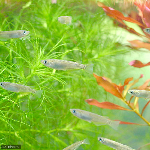 楽天市場】（めだか）黒メダカ飼育セット（飼育容器 小 緑（225